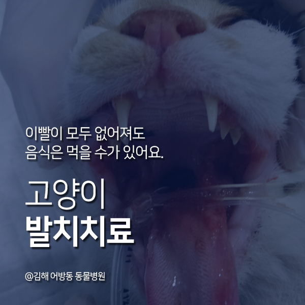  삼정동 동물병원 고양이 전 발치 치료기