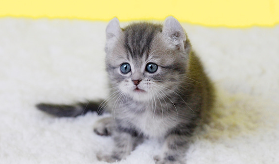  인천고양이분양 이렇게 깔끔하다고?