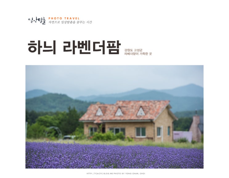  고성 가볼만한곳 하늬라벤더팜에서 라벤더 축제를 즐겨요.