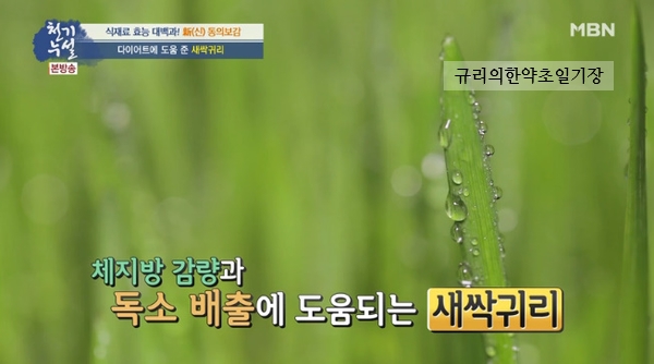  디톡스 다이어트 베타글루칸 식품 새싹귀리 효능 새싹귀리분말가루 먹는 방법 부작용 정리합니다