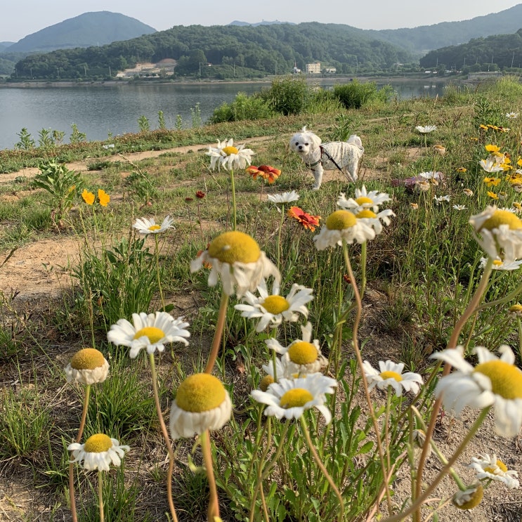  용연저수지 산책, 일출 보고 꽃구경하고 정말 최고다.