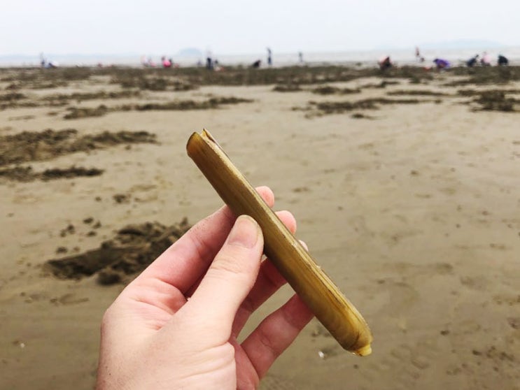  태안 달산포해수욕장 맛조개잡이  당일치기 갯벌체험! 안면식당,김좌진장군 생가지 까지!