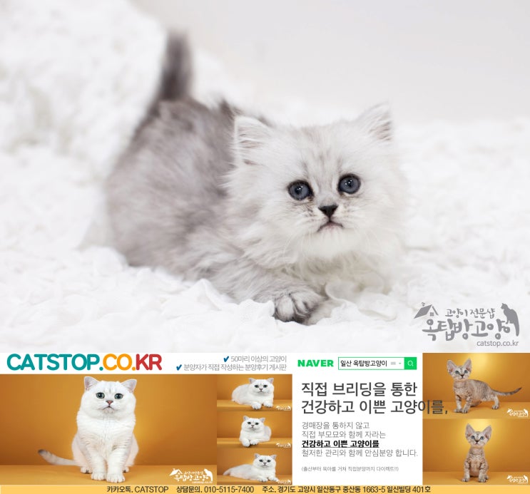  일산고양이분양에 최고!!