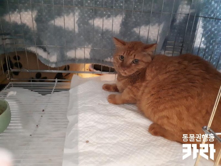  [시민구조치료지원]교통사고로 구개열이 파열된 채로 구조된 '꽁지'