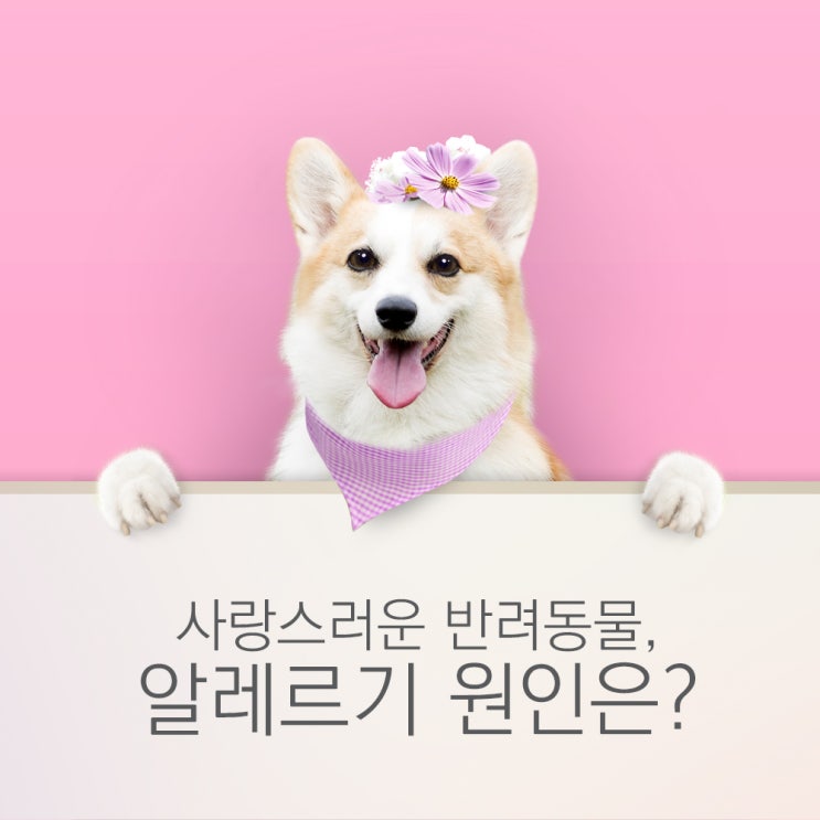  여름에는 반려동물알레르기 주의 하세요