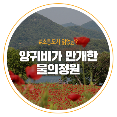  양귀비가 핀 물의정원 어디까지 가봤니?