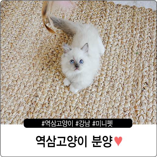  역삼고양이분양 6월 셋째 주 분양 중인 고양이 알아보기!