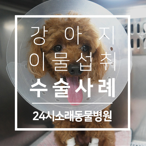  인천소래동물병원 : 강아지 이물 섭취 / 강아지 가래떡 / 강아지 위 절개술 / 강아지 떡 먹어도 되나요