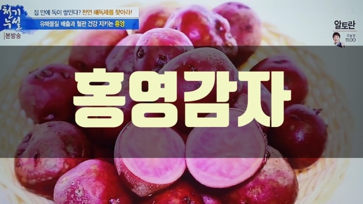  혈과 속 유해물질 배출에 도움을 준 홍영 감자-천기누설 366회