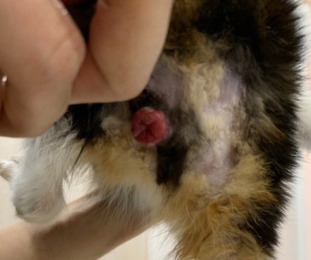 강아지 고양이 항문 탈장 (부천 송내 훈동물병원) : 네이버 블로그 강아지 고양이 항문 탈장 (부천 송내 훈동물병원) : 네이버 블로그