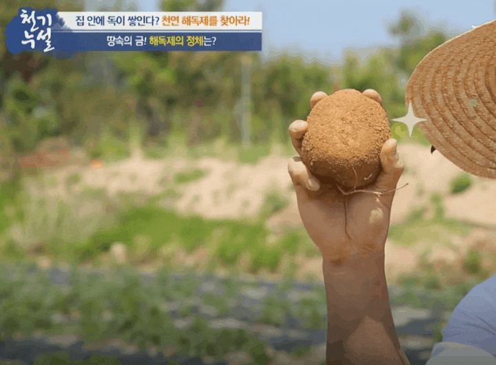  몸속 유해물질 없애는 방법 천연해독제 홍감자,자색감자,홍영의 효능은 혈관건강,위장질환,암예방에 도움