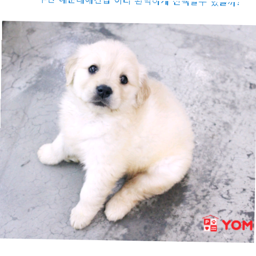  부산 해운대애견샵 이리 완벽하게 선택할수 있을까?