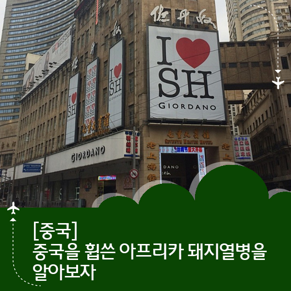  치사율 100% 아프리카 돼지 열병이란?