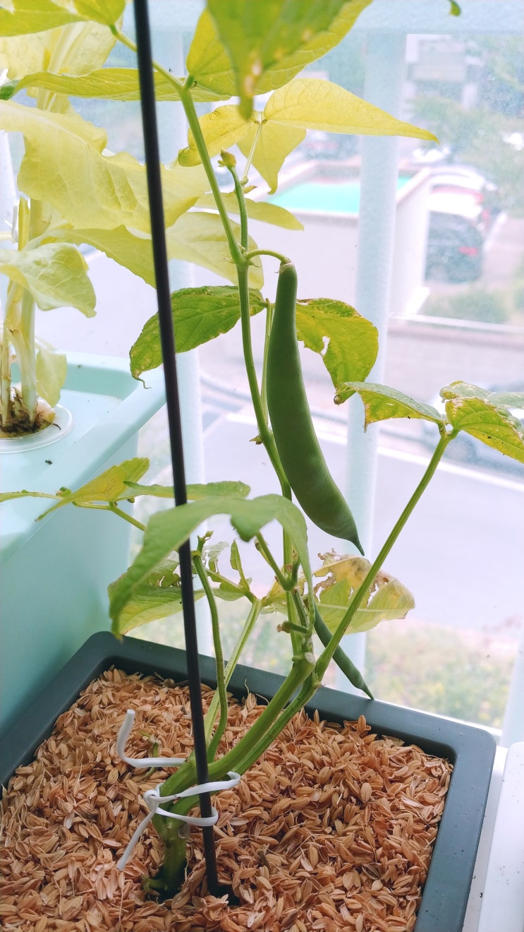  [베란다텃밭] 강낭콩꽃이 이렇게 생겼구나! 아파트 창가텃밭에서 얼룩이강낭콩 기르기