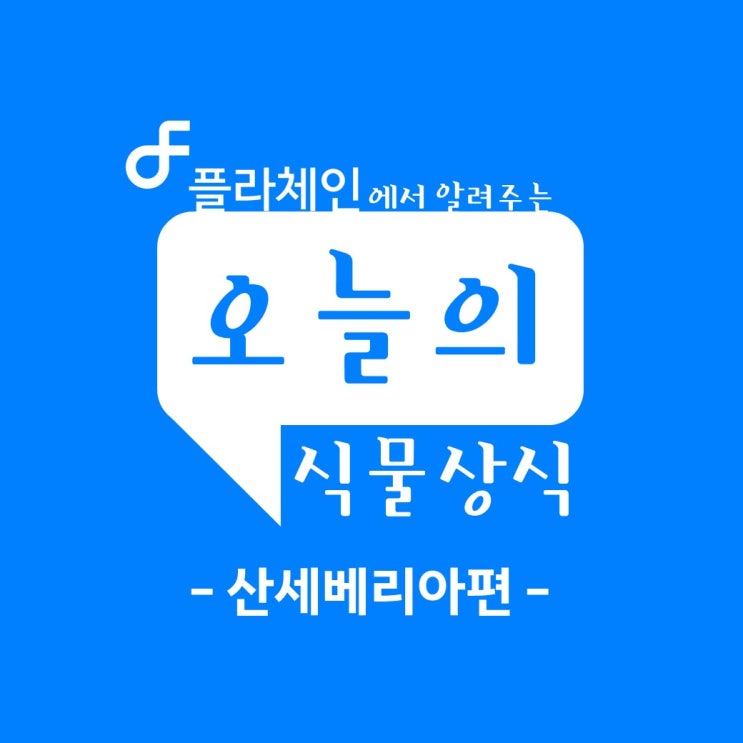  휴대폰속 작은꽃집 플라체인! 오늘의 식물상식 - 산세베리아 편