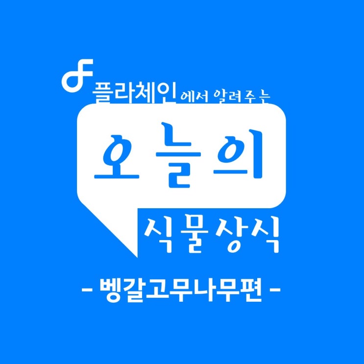  소자본 창업 추천 플라체인! 오늘의 식물상식 - 벵갈고무나무 편