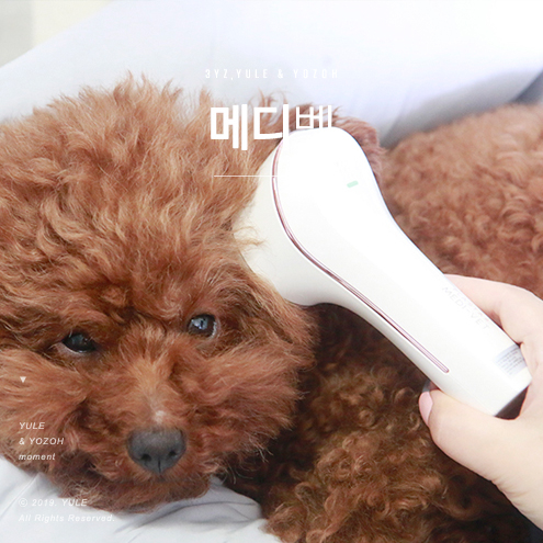  강아지 귀청소 부족하다고 느낄 땐 메디벳!