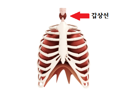  갑상선기능저하증 사암침으로 관리 가능합니다.