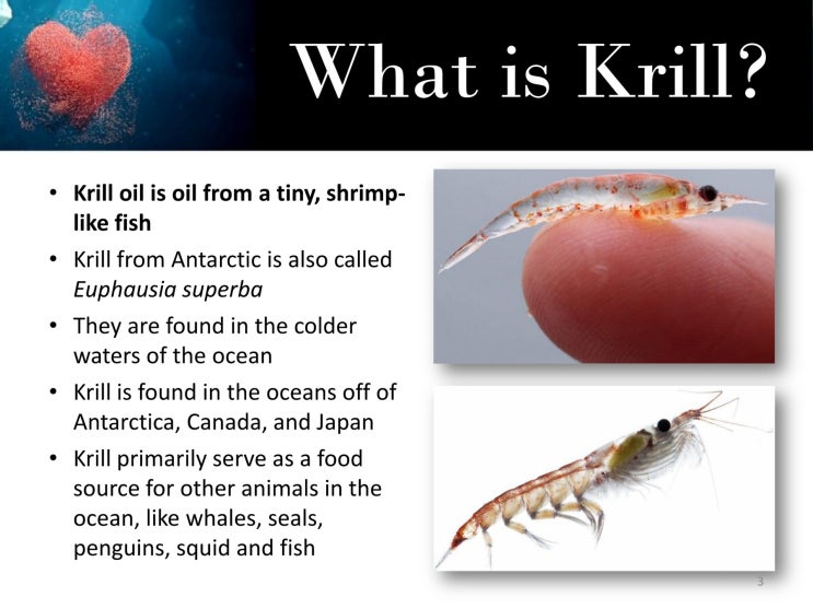 크릴오일(Krill Oil) 추천 제품들