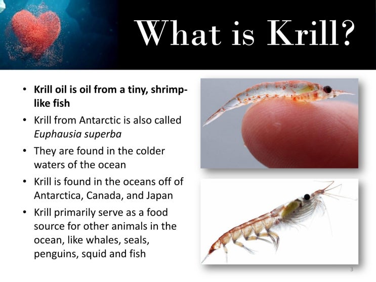  크릴오일(Krill Oil) 추천 제품들
