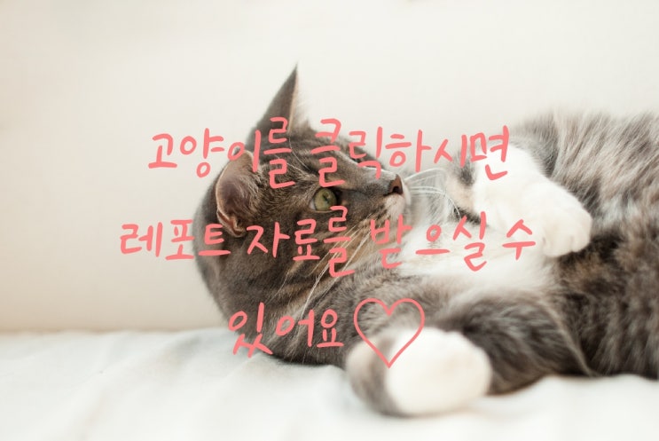  보육과정과 프로그램의 차이점에 대해 설명하시오