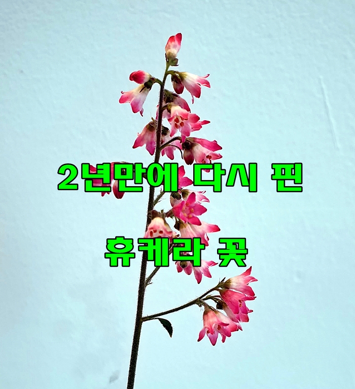  2년만에 다시 꽃을 피운 휴케라 ( 붉은바위취 )