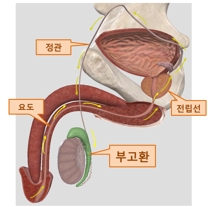  클라미디아 요도염이 부고환염을 일으키는 이유