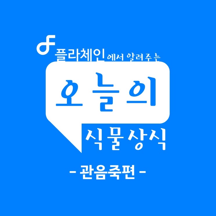 플라체인에서 알려주는 오늘의 식물상식 - 관음죽 편 / 플라체인 창업문의는 1811-2666