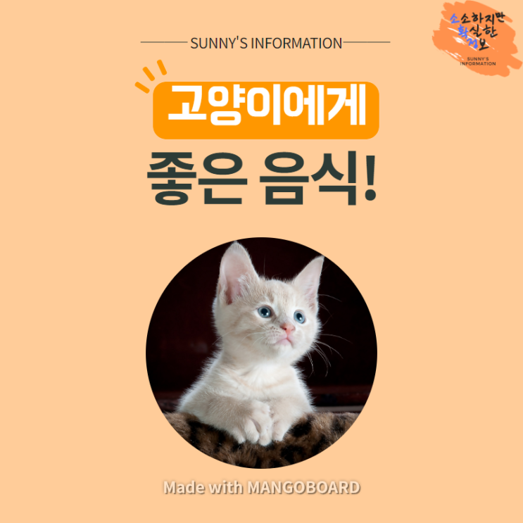  고양이한테 좋은 음식 뭐가 있을까?