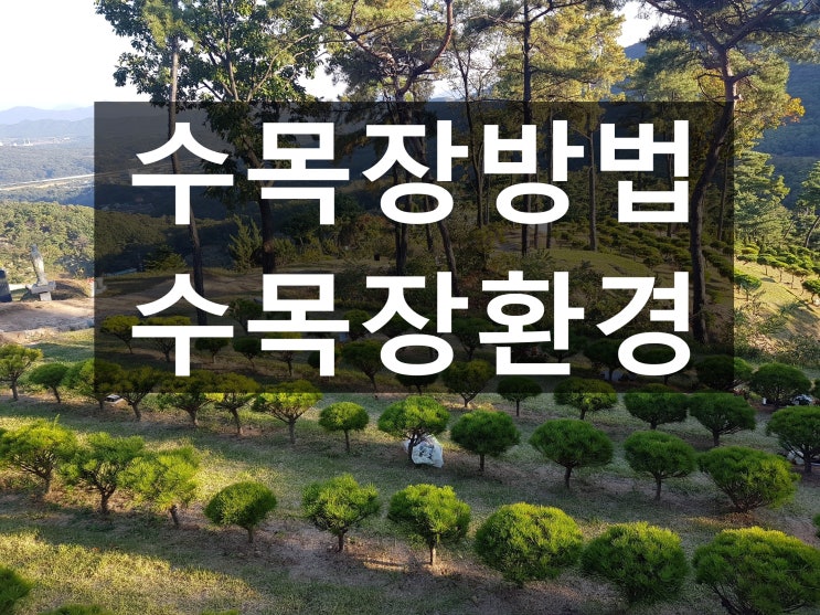  수목장방법이 궁굼합니다?