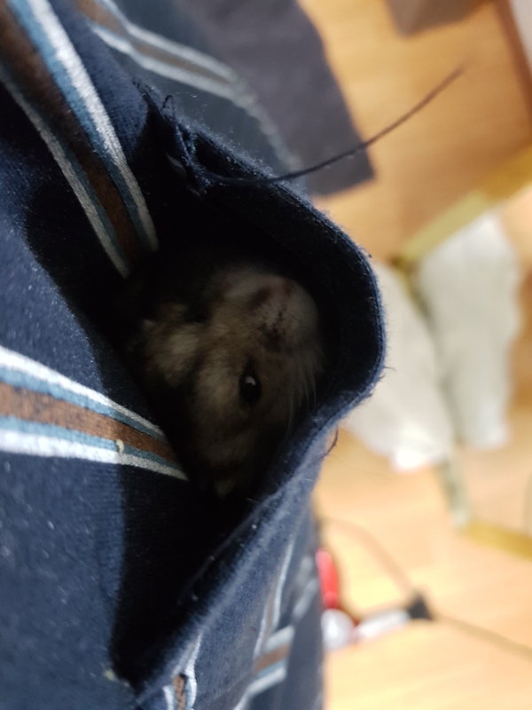  (햄스터,고슴도치 키우기) 민식이 요이 일상 