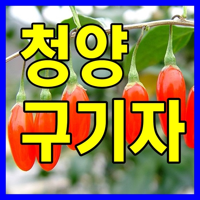  청양 구기자 가루 분말 먹는법, 구기자차 끓이는법 안내