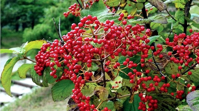 덜꿩나무 덜꿩나무꽃.열매 가막나무 야생화 약용.식용식물 꽃말 : 네이버 블로그