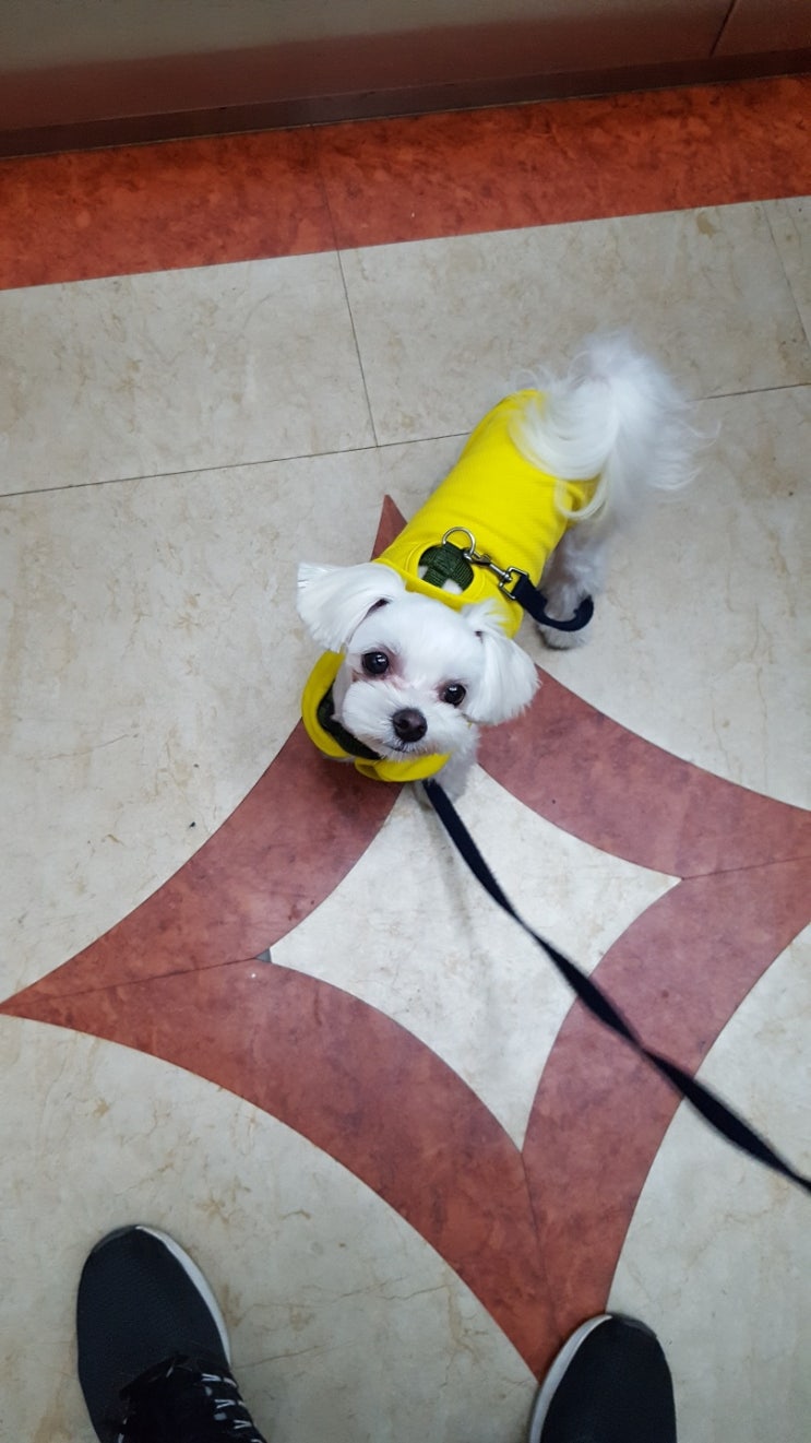  허츠앤베이 쿨조끼 HB COOLING VEST YELLOW 구입후기