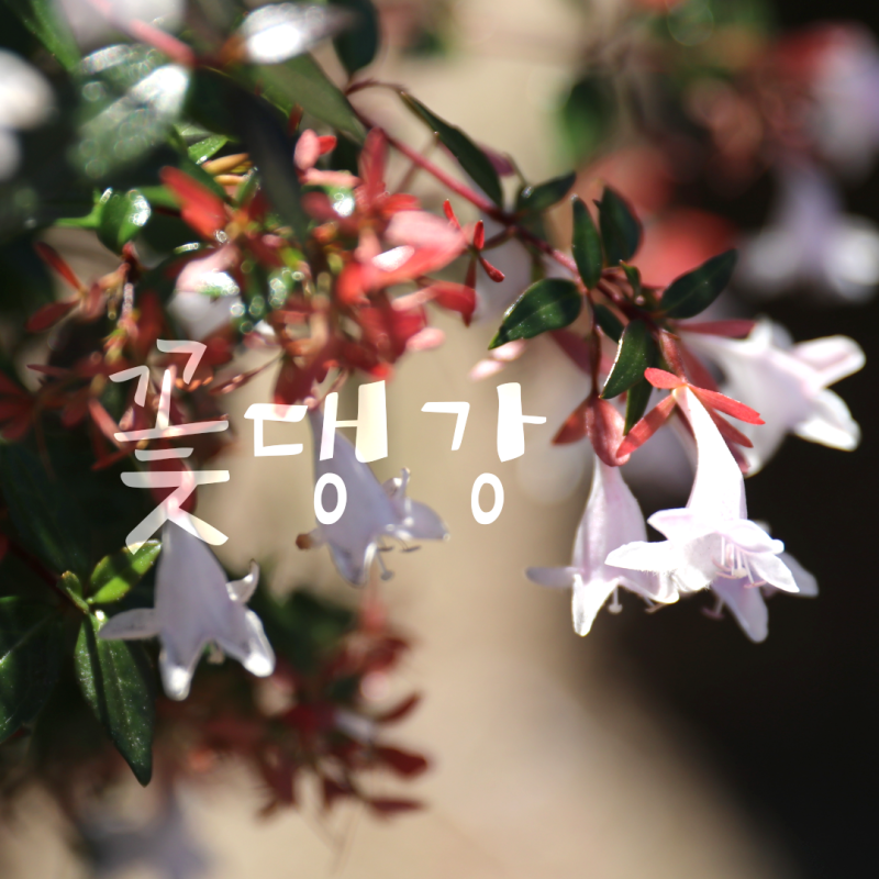 아멜리아 (꽃 댕강나무 )