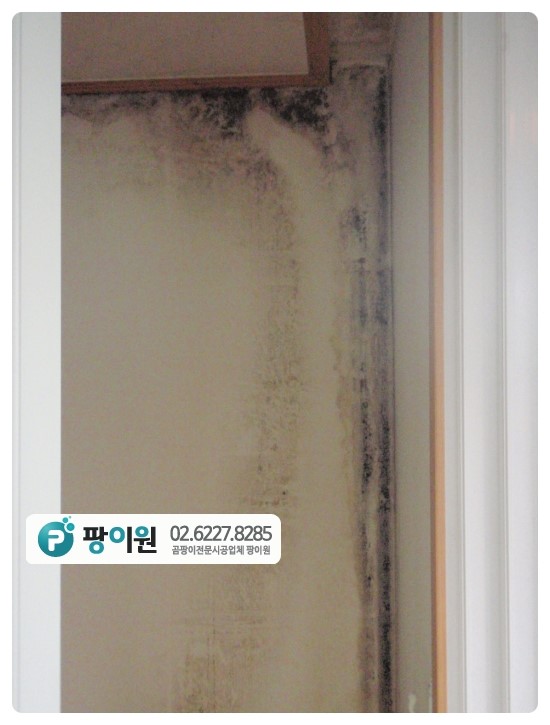  벽에 곰팡이청소? 또 생긴다!