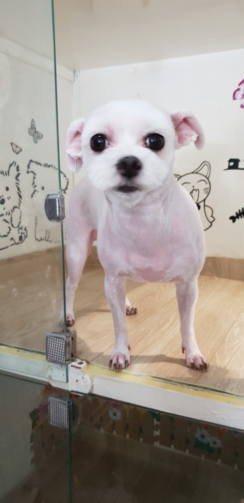  [송우리애견미용]소미양