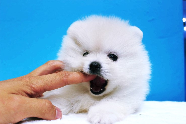 크림 포메라니안 분양! 넘나 귀여운 곰탱이