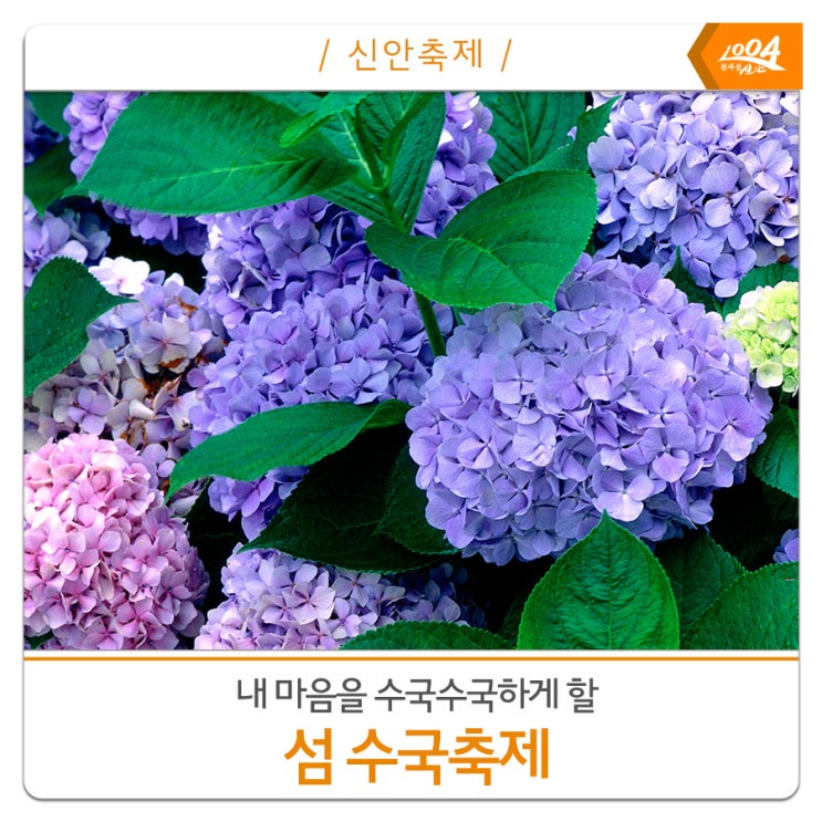 내 마음을 수국수국하게 만들어줄 "섬 수국축제!"