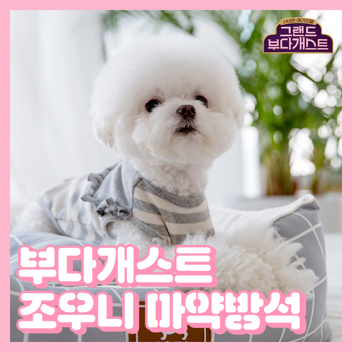  부다개스트 강아지마약방석 업체어디?
