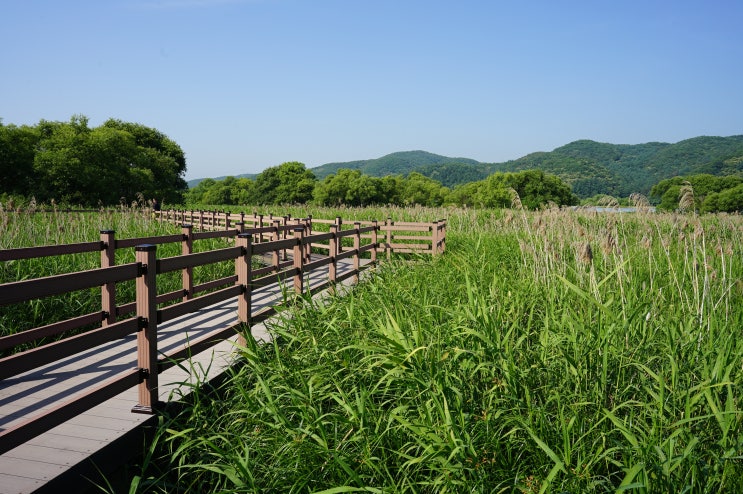 경기도 광주 가볼만한곳 / 산책하기 좋은 경안천습지생태공원