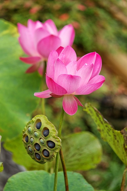  한글 법화경 사경 : 제4권 8. 오백제자수기품