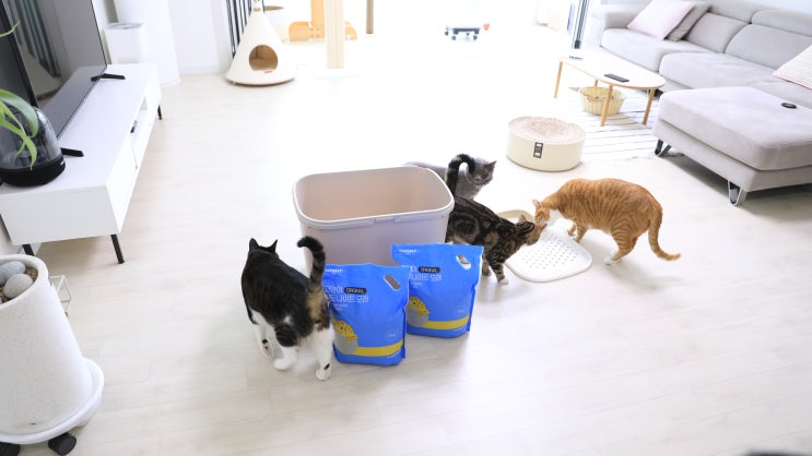  강블리라이프 고양이 모래 리뷰: 냥이들이 좋아하는 벤토나이트!