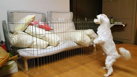  강쥐와 나