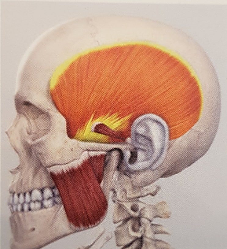 추미근, 측두근, 교근, 외측익돌근 안면근육(Facial Muscle)의 종류와 통증치료