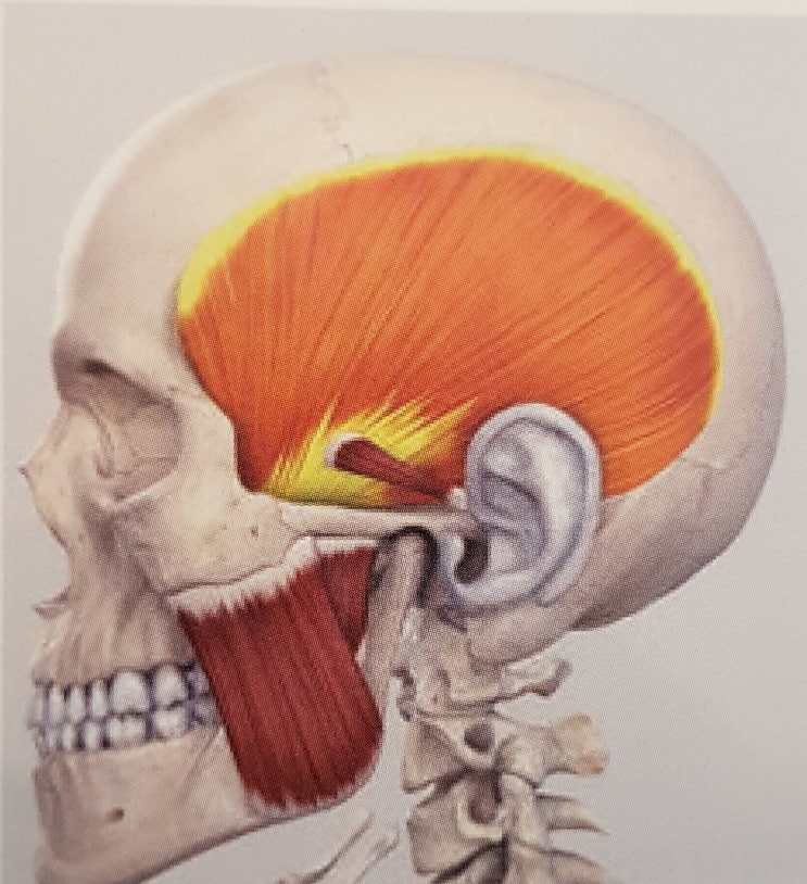  추미근, 측두근, 교근, 외측익돌근 안면근육(Facial Muscle)의 종류와 통증치료