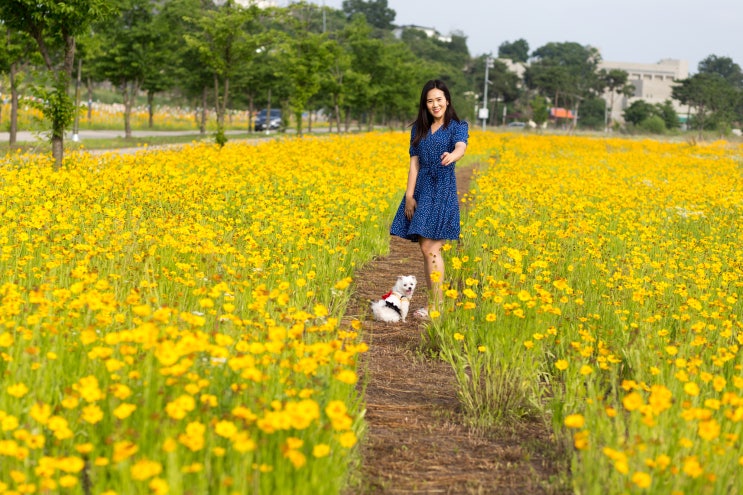  밀양가볼만한곳, 한적한 금계국 명소'명례강변공원'에서 반려견 산책