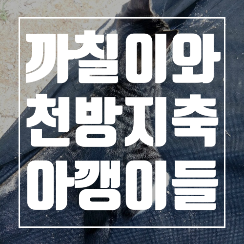  완도전복마을의 마스코트! 까칠이와 천방지축 아깽이들