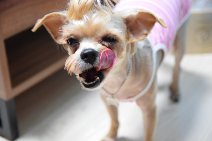  본파미에 왕짱빠싹이 연예인 이미영씨도 선택한 건강한강아지간식이라네요~