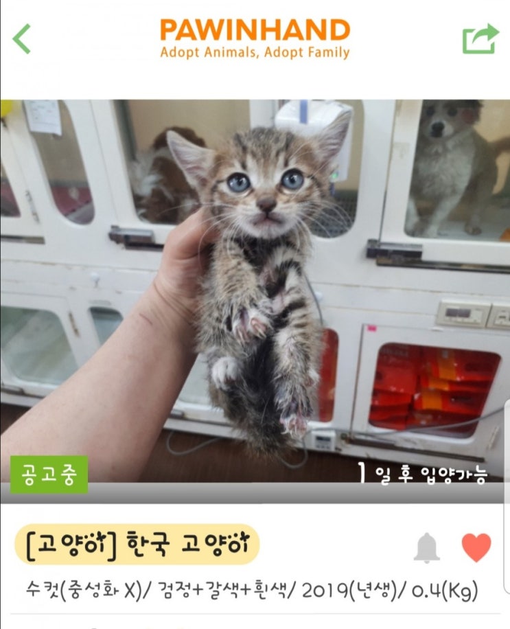  고미호